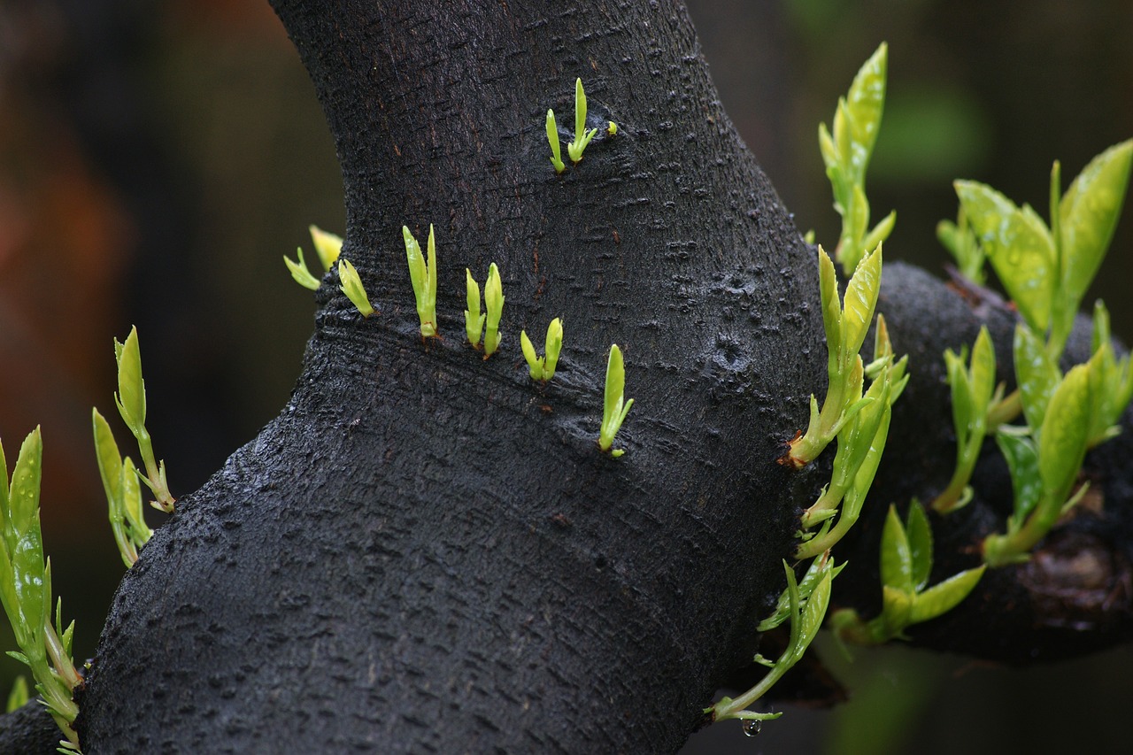 How to Go Green in Your Home Garden